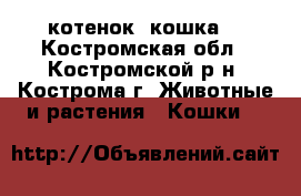 котенок (кошка) - Костромская обл., Костромской р-н, Кострома г. Животные и растения » Кошки   